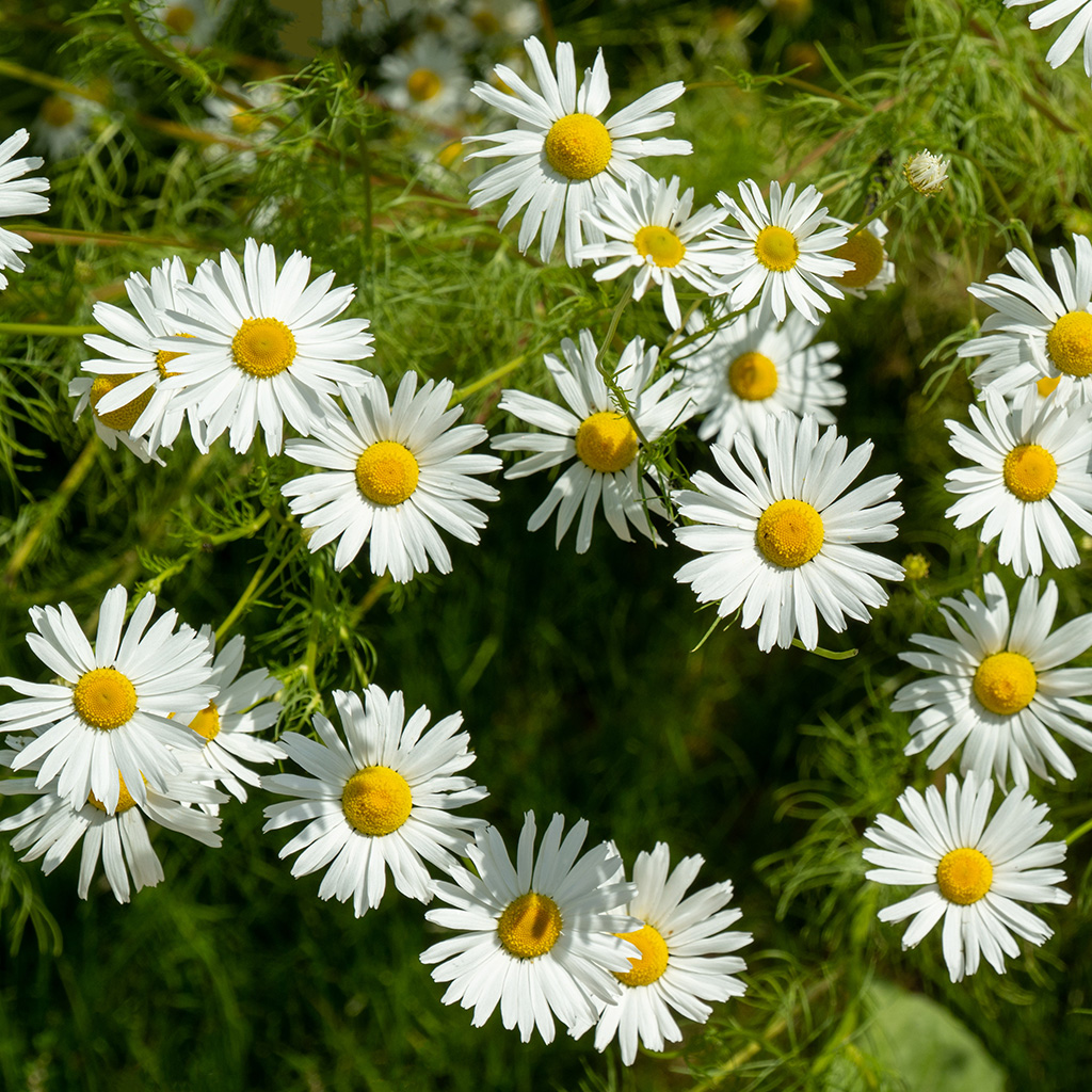 shutterstock_1780706531